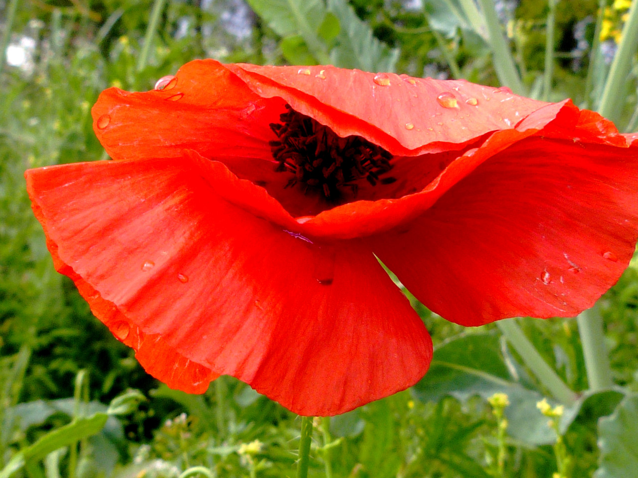 Herbier8